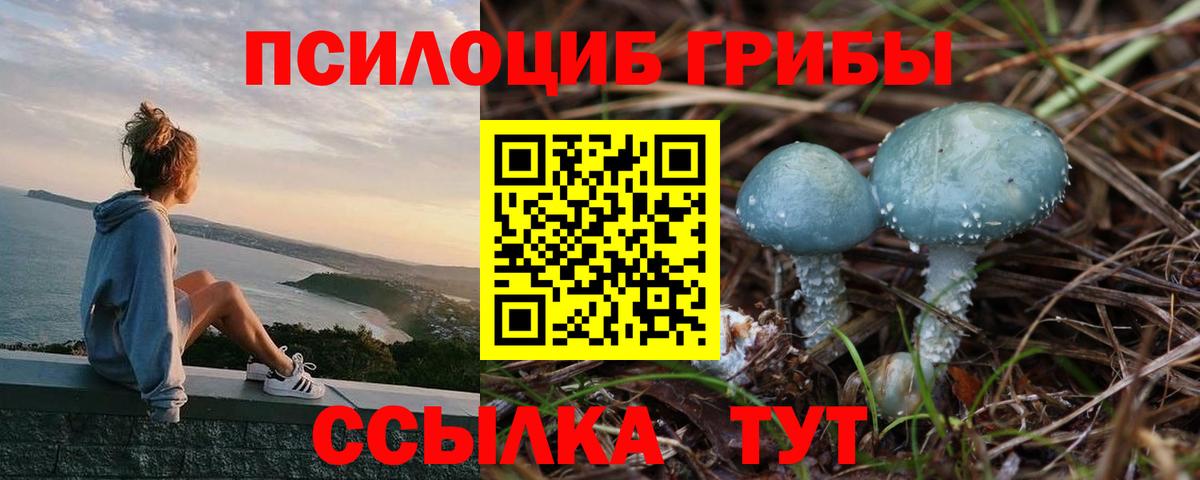 Псилоцибиновые грибы Psilocybe Рубцовск